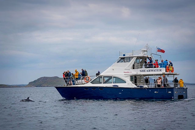 An image of Shearwater Cruises out in the sea on a cruise. A boat full of people watching a dolphin breach the water with their cameras ready. The cruise is based out of Ullapool in the North west Highlands of Scotland